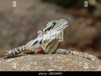 Head on shot of an Australian Water Dragon lizard taken in the Brisbane Botanical Gardens, Australia. Stock Photo