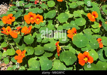 Garden nasturtium flowers, Tropaeolum majus, Melbourne, Australia Stock Photo