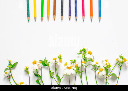 Wildflowers and pencil color decoration isolated on white background Stock Photo