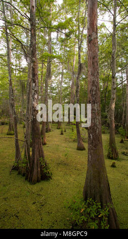 Cypress trees at the Bogue Chitto National Wildlife Refuge in Mississippi and Louisiana. Stock Photo