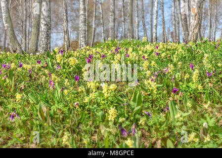 Bright yellow and burgundy spring wild flowers Erythronium sibiricum and Corydalis on the meadow on the background of birches Stock Photo