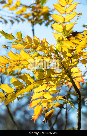 Mahonia japonica. Japanese mahonia leaves in February. UK Stock Photo