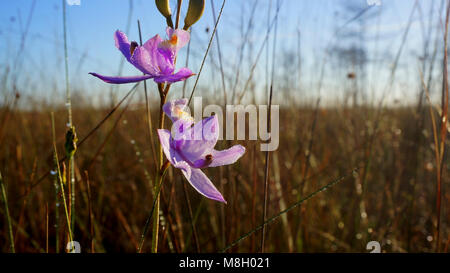 Grass Pink Orchid   .Calapogon Stock Photo