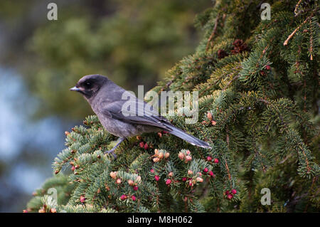 Grey Jay (Perisoreus canadensis)   . Stock Photo