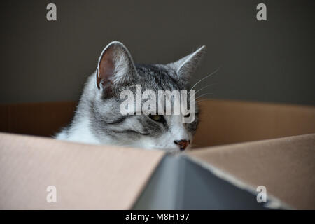 Drowsy silver tabby cat sitting in a cardboard box Stock Photo