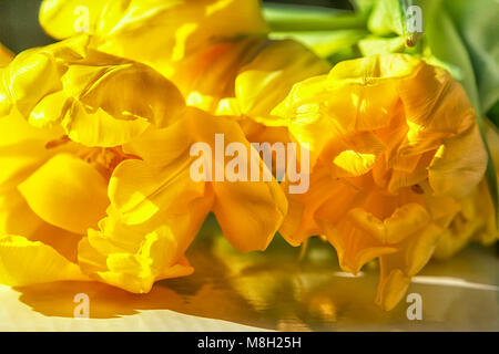 A bunch of yellow tulips in sunlight Stock Photo