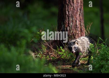 Raccoon dog (Nyctereutes procyonoides) in boreal forest, Europe Stock Photo
