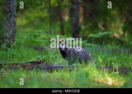 Raccoon dog (Nyctereutes procyonoides) in boreal forest, Europe Stock Photo