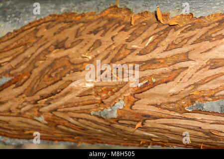 Texture of a tree eaten by worms. Stock Photo