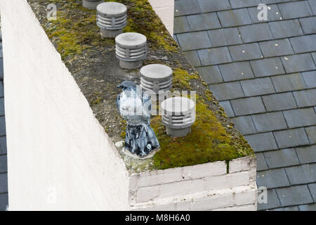 Decoy replica bird of prey on top of building as a pigeon deterrent, north east England, UK Stock Photo