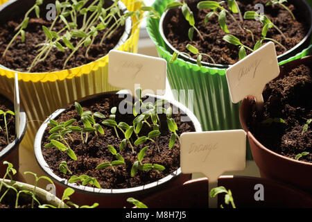 Young tomato seedlings with plastic tags in pots . Stock Photo