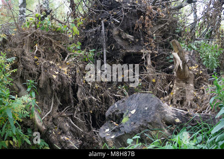 Root of the fallen tree. A boggy stream in the pine wood Stock Photo