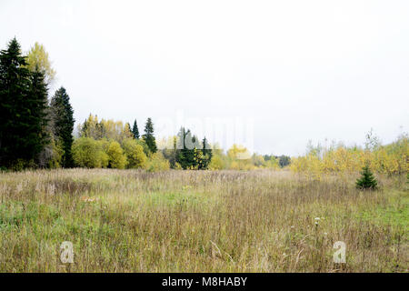 Green fields with forest on the background on Bohol island in Philippines Stock Photo