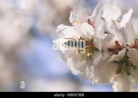 Honey bee harvesting pollen from almond blossoms, closeup view, blur background Stock Photo