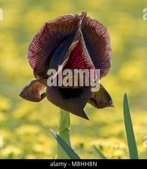 wild royal black iris of Tel Arad, Israel on a background of blurry yellow flowers Stock Photo