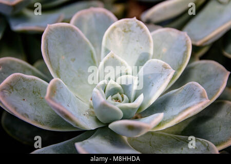 Desert Rose succcullent Stock Photo