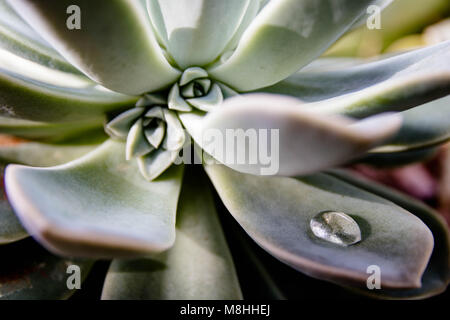 Desert Rose succcullent Stock Photo