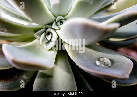 Desert Rose succcullent Stock Photo