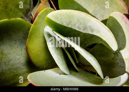 Flapjack succulent, paddle plant Stock Photo