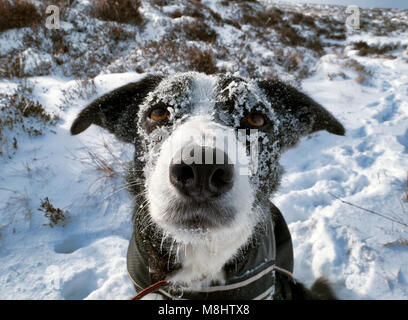 Derbyshire, UK. 17th March 2018 Boarder Collie dog's head covered in ice & snow while walking in the Beast From The East 2 snow & Ice conditions around Kinder Scout & Edale in the Peak District National Park, Derbyshire, England, UK Credit: Doug Blane/Alamy Live News Stock Photo