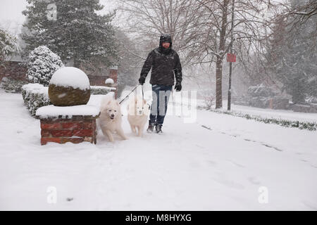 Hereford, Herefordshire, UK - Sunday 18th March 2018 - Hereford city heavy snowfall overnight continues during Sunday morning in Hereford city - a local dog walker struggles with the snowfall. Steven May /Alamy Live News