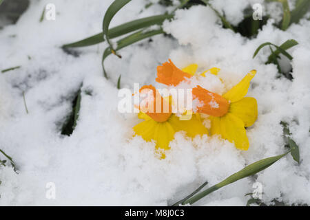 London, UK. 18th March 2018. Frozen and snow covered daffodils are seen in a park in east London this morning. Credit: London pix/Alamy Live News Stock Photo