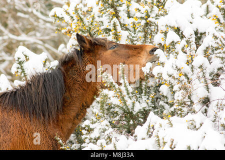 New Forest pony feeding on a gorse bush in snow, Hampshire, UK Stock Photo