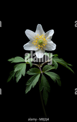 A Wood anemone, Anemone nemorosa, found in woodland in springtime. North Dorset England UK GB.  Photographed on a black background in a studio. Stock Photo
