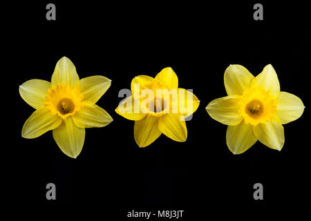 Three daffodils photographed on a black background in a studio. Dorset England UK GB Stock Photo