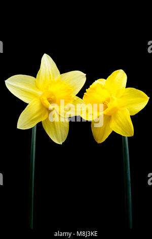 Two daffodils photographed on black background in a studio. Dorset England UK GB Stock Photo