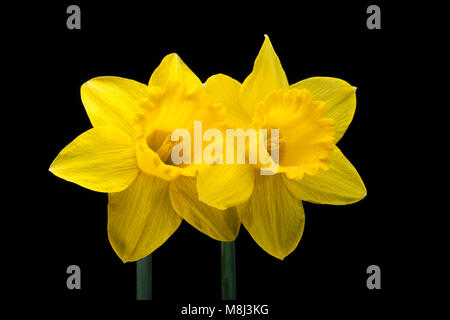 Two daffodils photographed on black background in a studio. Dorset England UK GB Stock Photo