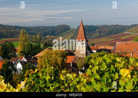 Wine village Haberschlacht, near Brackenheim: View with Jakobuskirche and vineyards, Heilbronn District, Baden-Württemberg, Germany Stock Photo