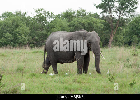 African Elephant (Loxodonta africana). Adult with Cattle Egrets (Ardeola ibis), in attendance. Chobe National Park. Okavango Delta. Botswana. Africa. Stock Photo