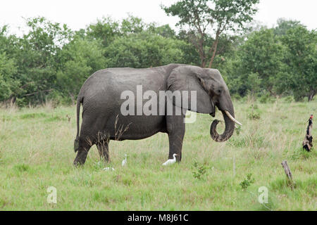 African Elephant (Loxodonta africana). Adult grazing with Cattle Egrets (Ardeola ibis), in attendance, and Carmine Bee-eater (Merops nubicus) on a per Stock Photo