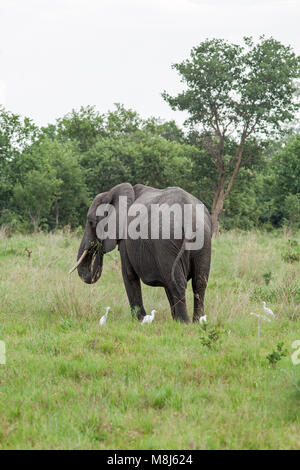 African Elephant (Loxodonta africana). Adult bull with Cattle Egrets (Ardeola ibis), in attendance taking disturbed invertebrates. National Park. Okav Stock Photo