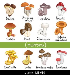 Different types of mushrooms vector illustration Stock Vector