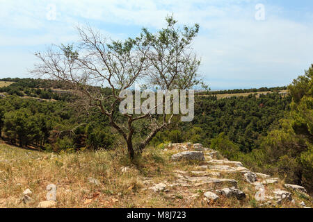 Tree near ravine in Alta Murgia National Park (Parco Nazionale dell'Alta Murgia, Puglia, Italy) Stock Photo