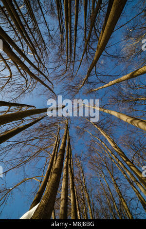 Tops of trees against the background of the clear winter sky Stock Photo