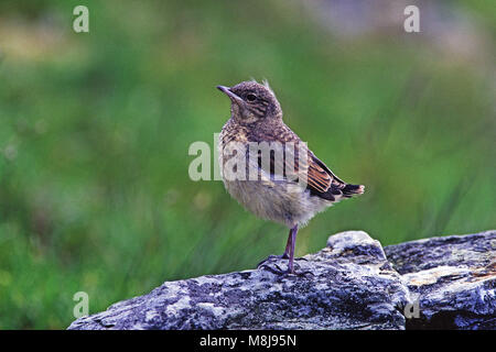 Northern wheatear Oenanthe oenanthe juvenile perched on a rock near Rhayader mid Wales UK Stock Photo