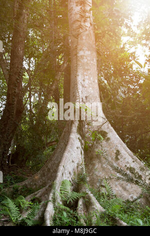 big tree in rainforest and beam of the sun Stock Photo