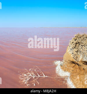 Water surface of pink extremely salty Syvash Lake, colored by microalgae. And small dead plant covered with crystalline salt. Ukraine, Kherson Region, Stock Photo