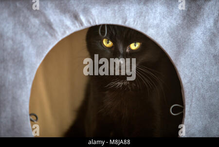 A young short haired black cat in a grey cat box. Stock Photo