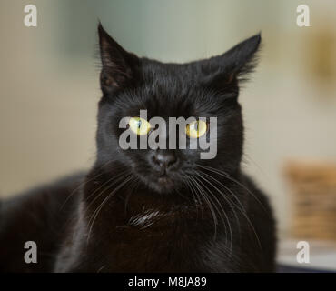 Black cat, young, short haired, head shot,watching, Stock Photo
