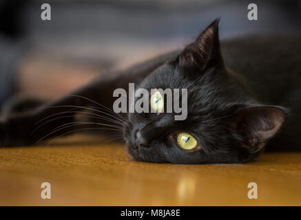 Black cat, young, short haired, head shot,watching, lying down on it's side Stock Photo