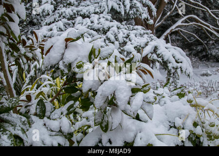 Snow on the leaves and branches of Magnolia Grandiflora needs to be carefully brushed off, as the weight can damage the tree. Stock Photo