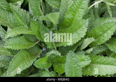 Purple Betony, Humlesuga (Stachys officinalis) Stock Photo