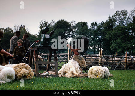 Vintage 1960's image of sheepshearers in Abergavenny, Wales, United Kingdom Stock Photo