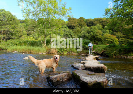A pale/light adult Golden Retriever ignoring the stepping stones across the River Barle in Exmoor, England, preferring to walk through the water Stock Photo