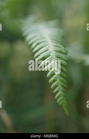 Close up of fresh green fern plants on the LLyn Peninsula, Wales UK Stock Photo