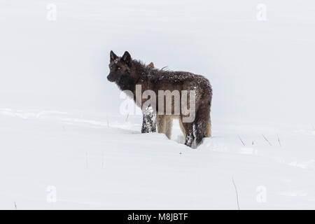 A black wolf, one of the Wapiti Lake Pack in Yellowstone National Park. Stock Photo